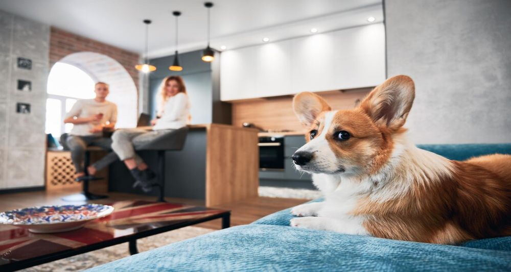 Departamento pet friendly: Descubre los 5 principales beneficios de vivir con una mascota
