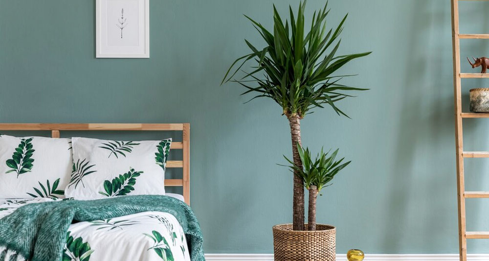¿Quieres decorar tu dormitorio con plantas? Descubre 3 increíbles consejos para crear un espacio vivo y agradable